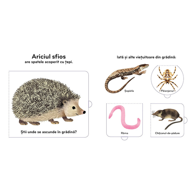 Animale mici. Cartea mea cu ilustrații