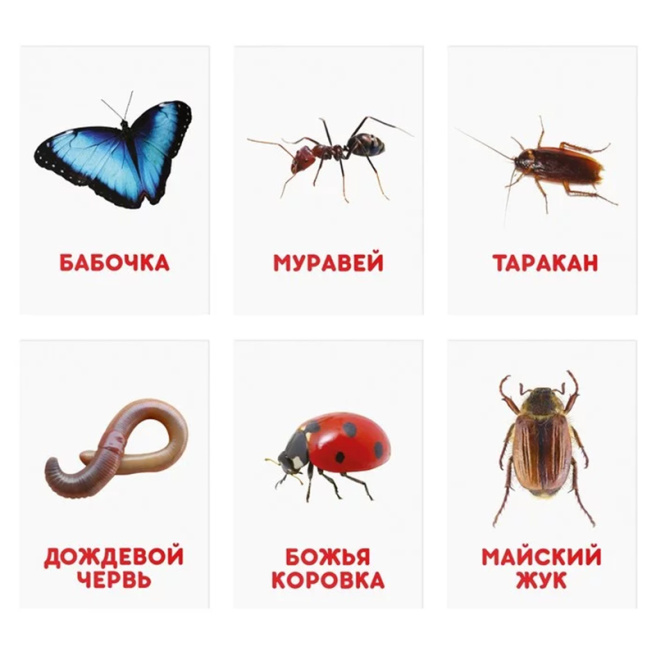 Обучающие карточки Г. Домана "Насекомые"
