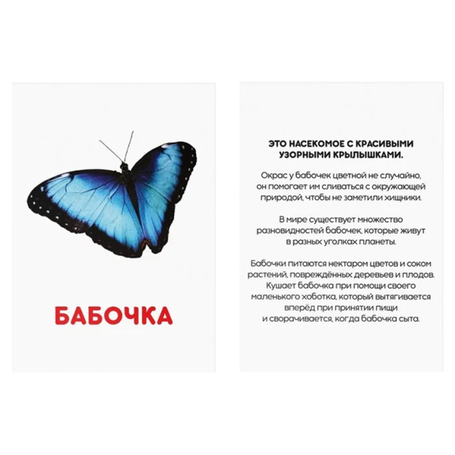 Обучающие карточки Г. Домана "Насекомые"
