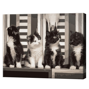 Черное-белые котята, 40x50 см, картина по номерам