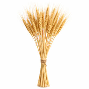 Legătură de spice de grâu, cuoarea bej 100 buc.