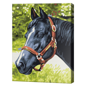 Cal negru 20x30 cm, pictură pe numere