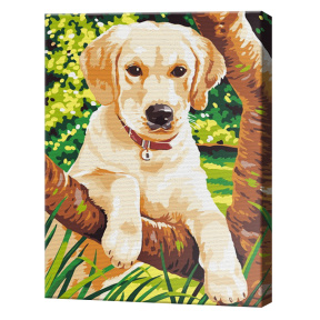 Labrador, 30x40 cm, pictură pe numere