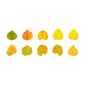 Autocolante, de toamnă (washi stickers), 50 buc, Tei