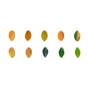 Autocolante, de toamnă (washi stickers), 50 buc, înguste