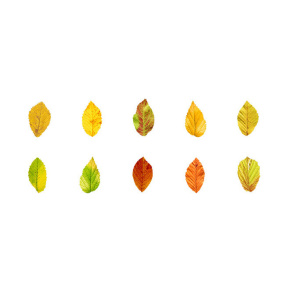 Autocolante, de toamnă (washi stickers), 50 buc, Fag