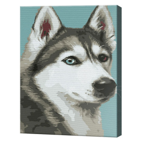 Взгляд хаски, 30x40 см, картина по номерам