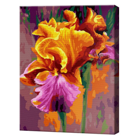 Яркие ирисы, 30x40 см, картина по номерам