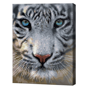 Голубоглазый тигр, 40х50 см, картина по номерам