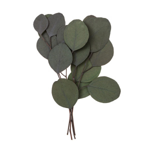 Eucalipt populus, 4 tulpini, aprox. 20 cm, verde