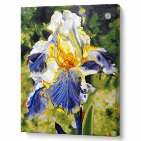 Iris albastru, 30х40 cm, pictură pe numere