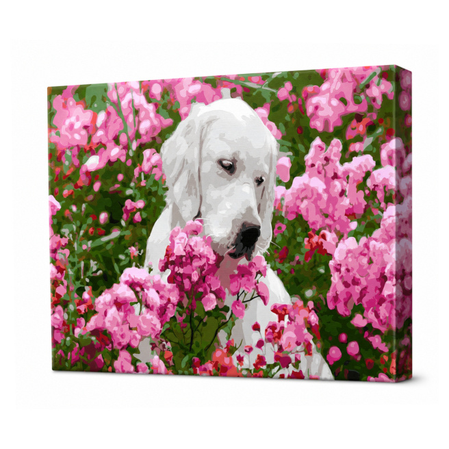 Labrador printre flori, 40x50 cm, pictură pe numere